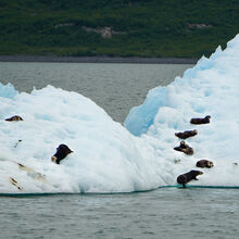 ALASKA GLACIERS